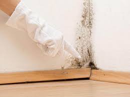 Professional Mold Removal Services in Long Grove, IA